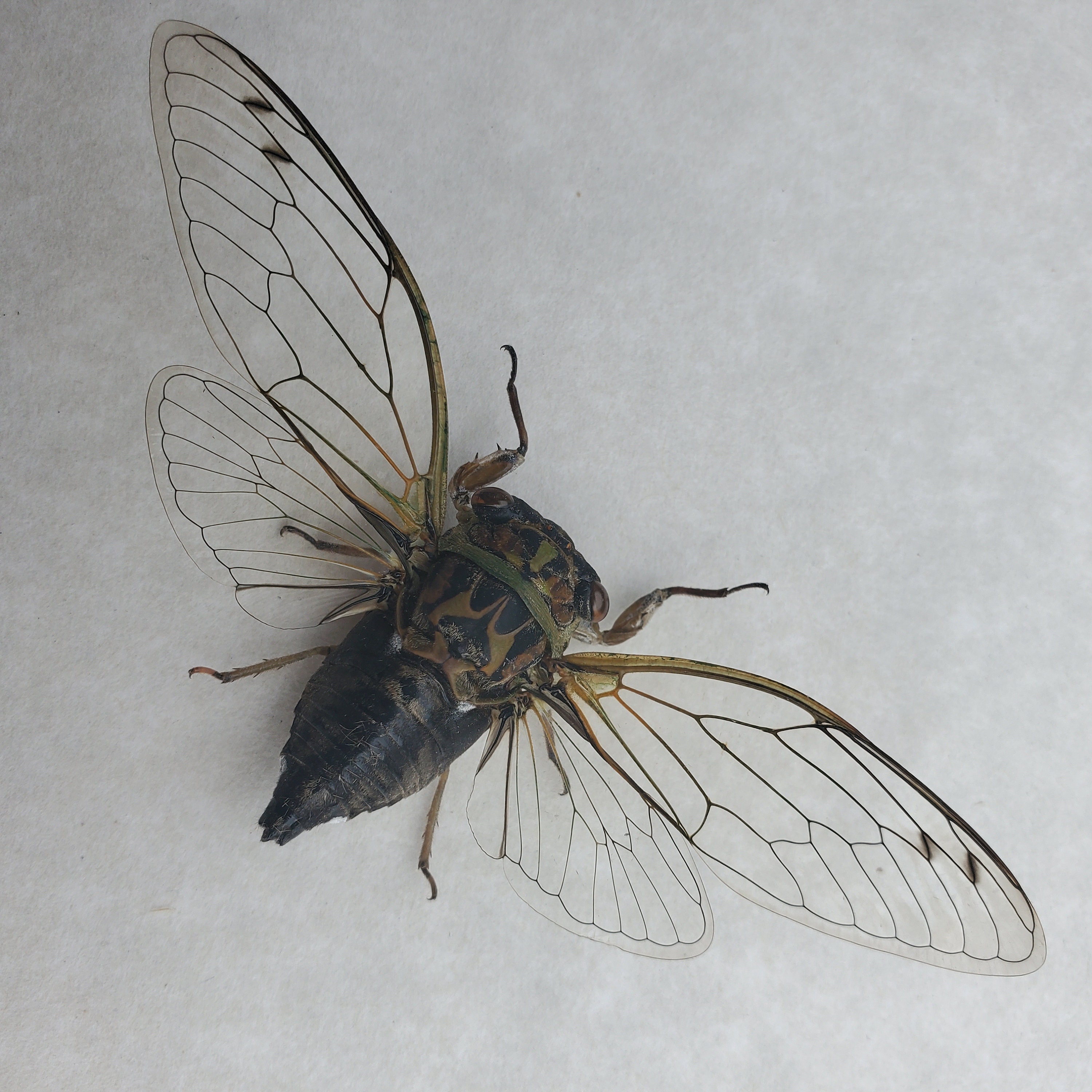 Scissors Grinder Cicada Neotibicen Pruinosus Framed Hemiptera