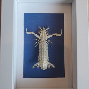 Sandy Sidney Mantis Shrimp Erugosquilla Grahami Framed Squillidae Shadowbox Display image 4