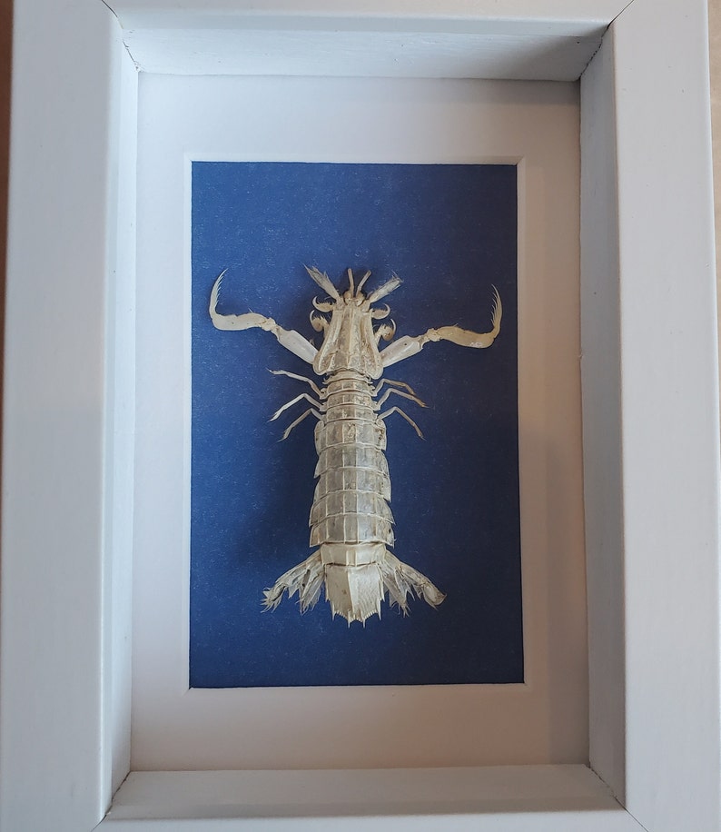 Sandy Sidney Mantis Shrimp Erugosquilla Grahami Framed Squillidae Shadowbox Display image 4