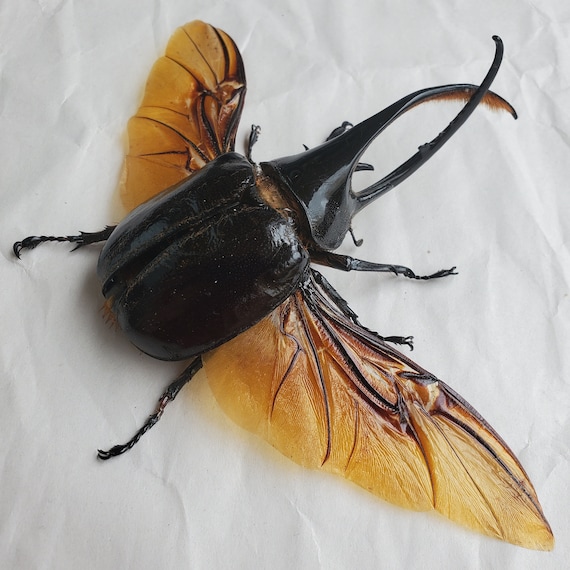 Massive Rhinoceros Dynastes Neptunus Arduous Coleoptera Framed
