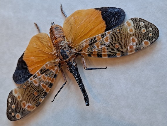 Dark-horned Lanternfly Pyrops Spinolae Framed Cicada in Shadowbox