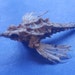 see more listings in the Marine creatures section