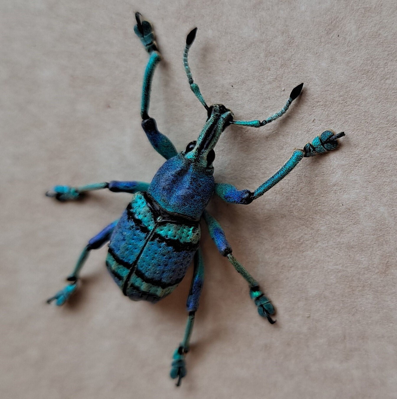 シャトヤント宝石ゾウムシ Eupholus Cyanescens 額入りゾウムシ科