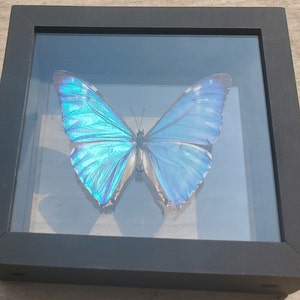 Morpho Aurora Bright Blue Butterfly Lepidoptera Displayed Double Glass Frame Shadowbox image 8