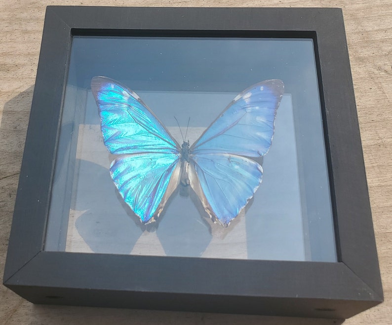 Morpho Aurora Bright Blue Butterfly Lepidoptera Displayed Double Glass Frame Shadowbox image 8