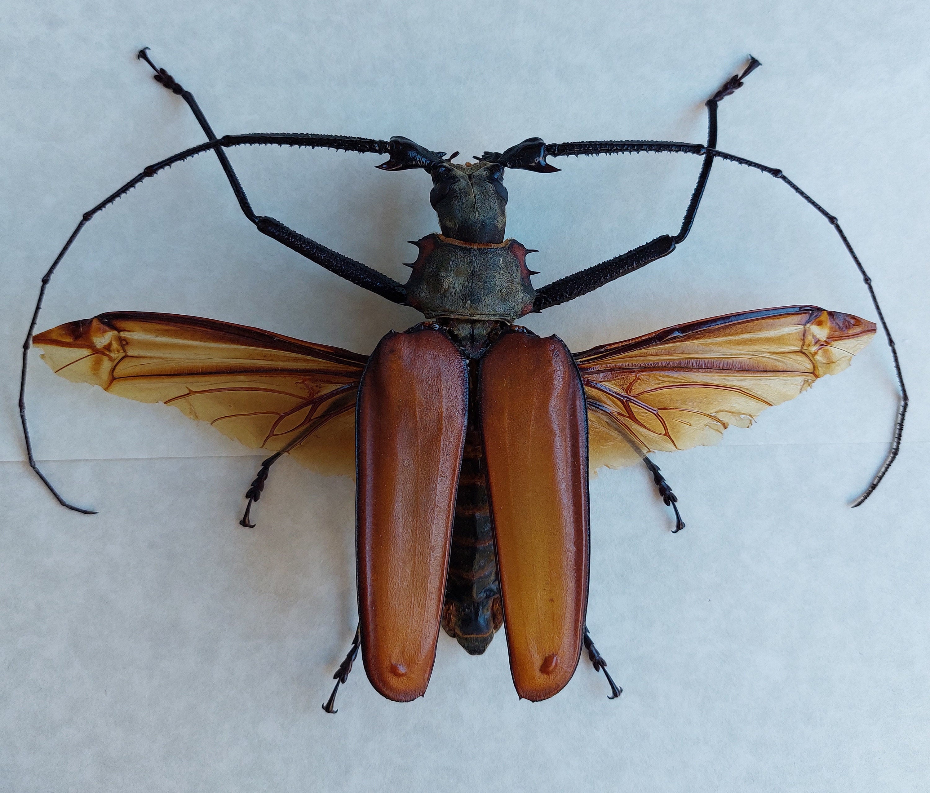 巨大なロングホーン Callipogon Armillatus 雄の甲虫 フレーム付き