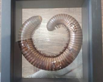 Giant African Millipede Shongololo Archispirostreptus Gigas Double Glass Display