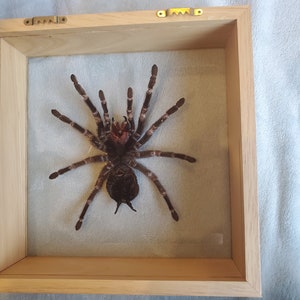 Giant Brazilian Salmon Pink Birdeater Lasiodora parahybana Tarantula Spider Arachnid Shadowbox Display image 6