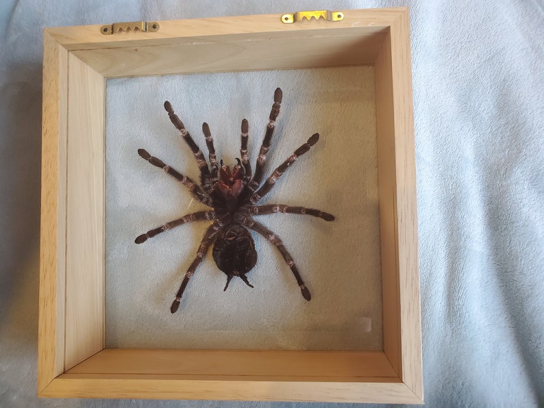 Giant Brazilian Salmon Pink Birdeater Lasiodora parahybana Tarantula Spider Arachnid Shadowbox Display image 6