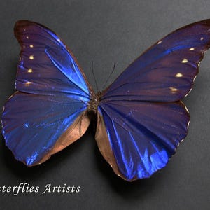 Rare Metallic Deep Blue Morpho Rhetenor Cacica Real Butterfly