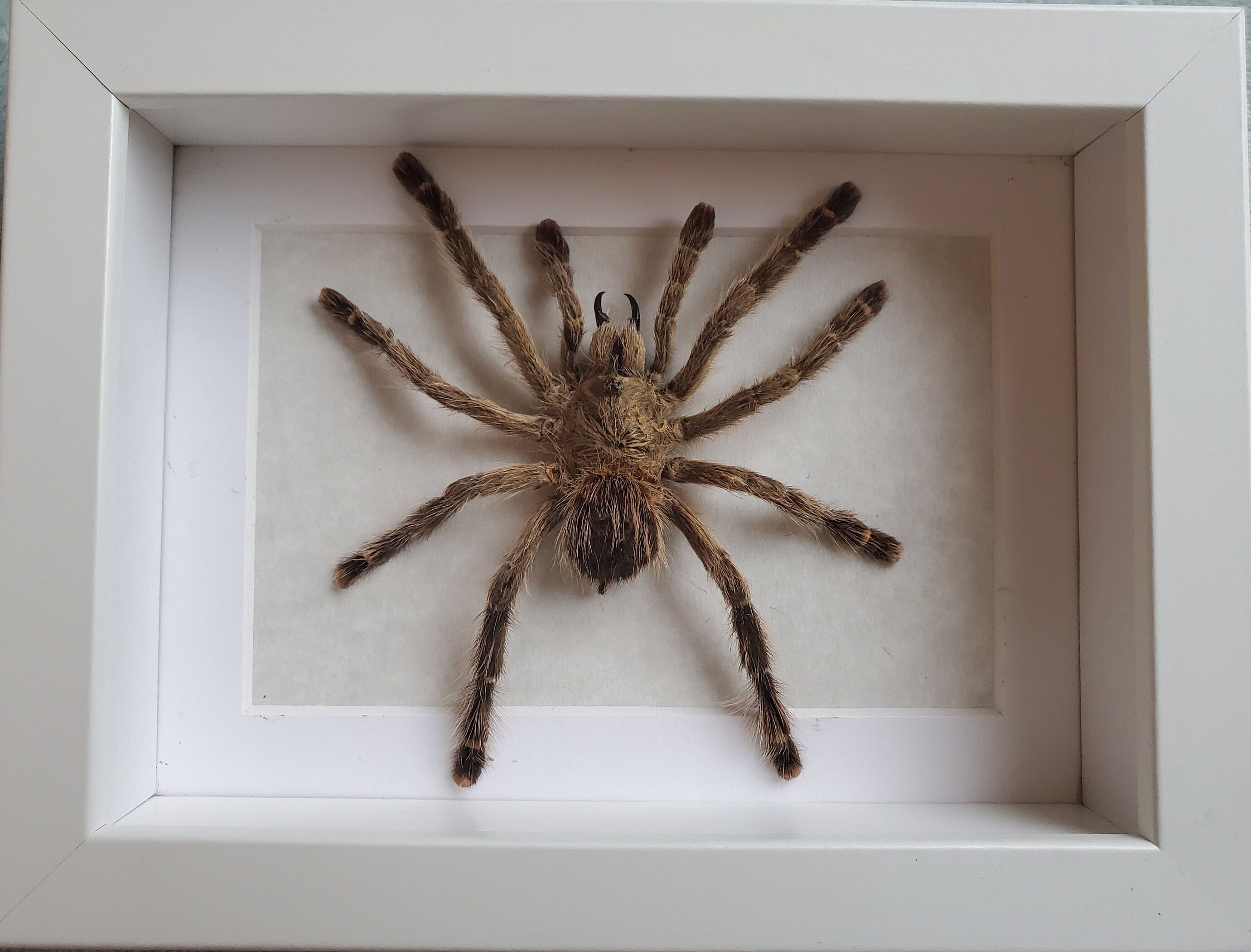 Avicularia avicularia ガイアナピンクトゥー 鳥を食べるタランチュラ