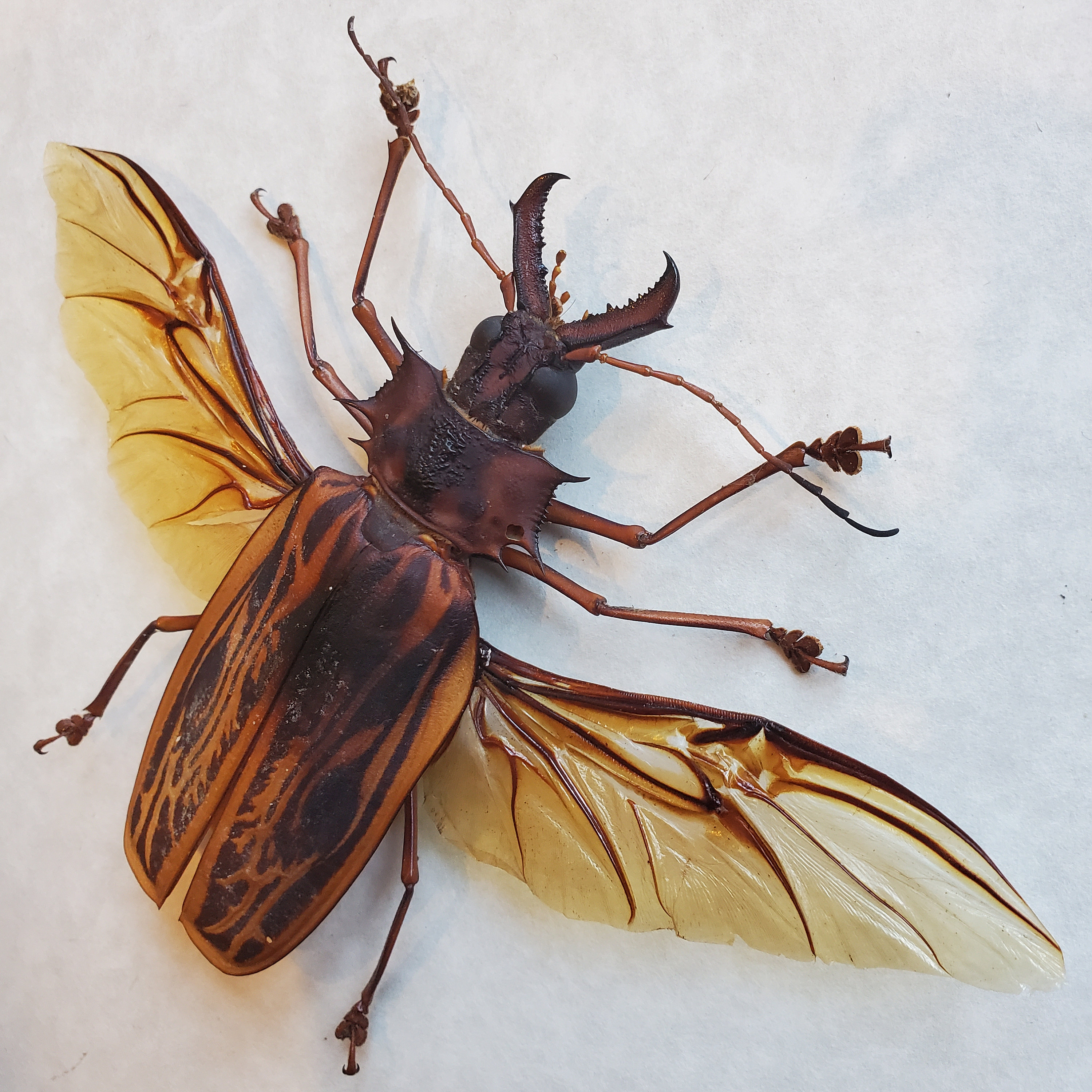 Macrodontia Cervicornis Sabertooth Longhorn Framed Beetle
