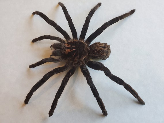 Xenesthis Immanis コロンビアのレッサーブラックタランチュラ バード