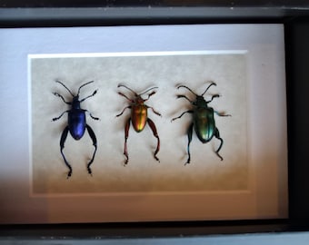 Rainbow Family Blue Red Green Frog Legged Beetles Sagra Longicollis Framed Coleoptera Shadowbox