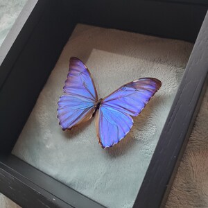 Morpho Aurora Bright Blue Butterfly Lepidoptera Displayed Double Glass Frame Shadowbox image 6