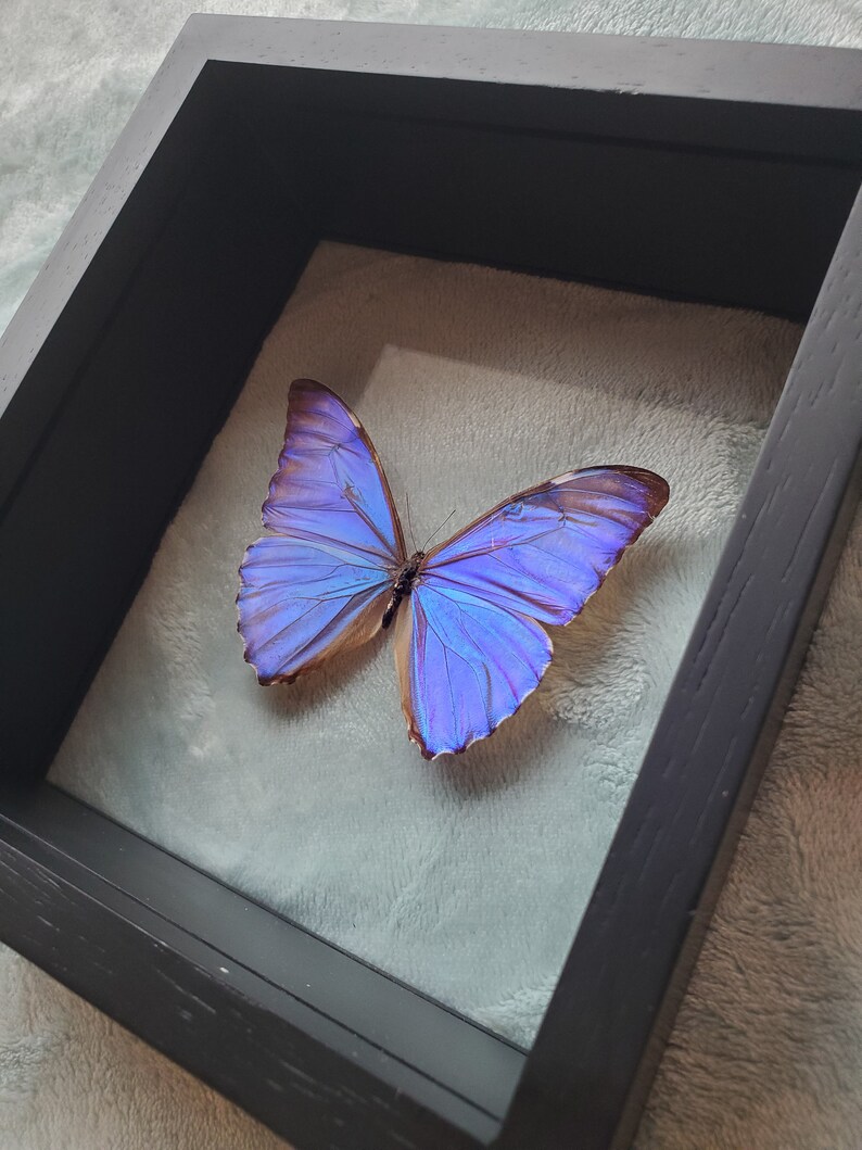 Morpho Aurora Bright Blue Butterfly Lepidoptera Displayed Double Glass Frame Shadowbox image 6