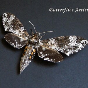 Real Rustic Sphinx Moth Manduca Rustica Female XL Framed Entomology Shadowbox Display