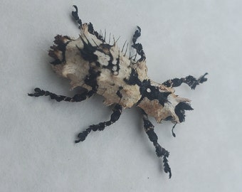 Fuzzy Warty Lichen Weevil Lithinus Nigrocristatus Framed Coleoptera Display
