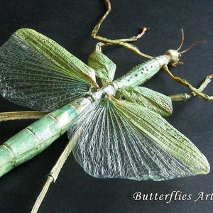 May include: A green stick insect specimen with translucent, veined wings extended. The body features segmented, light green textures with subtle brown spots. The text "Butterflies Artists" is printed in the bottom right corner of the frame.