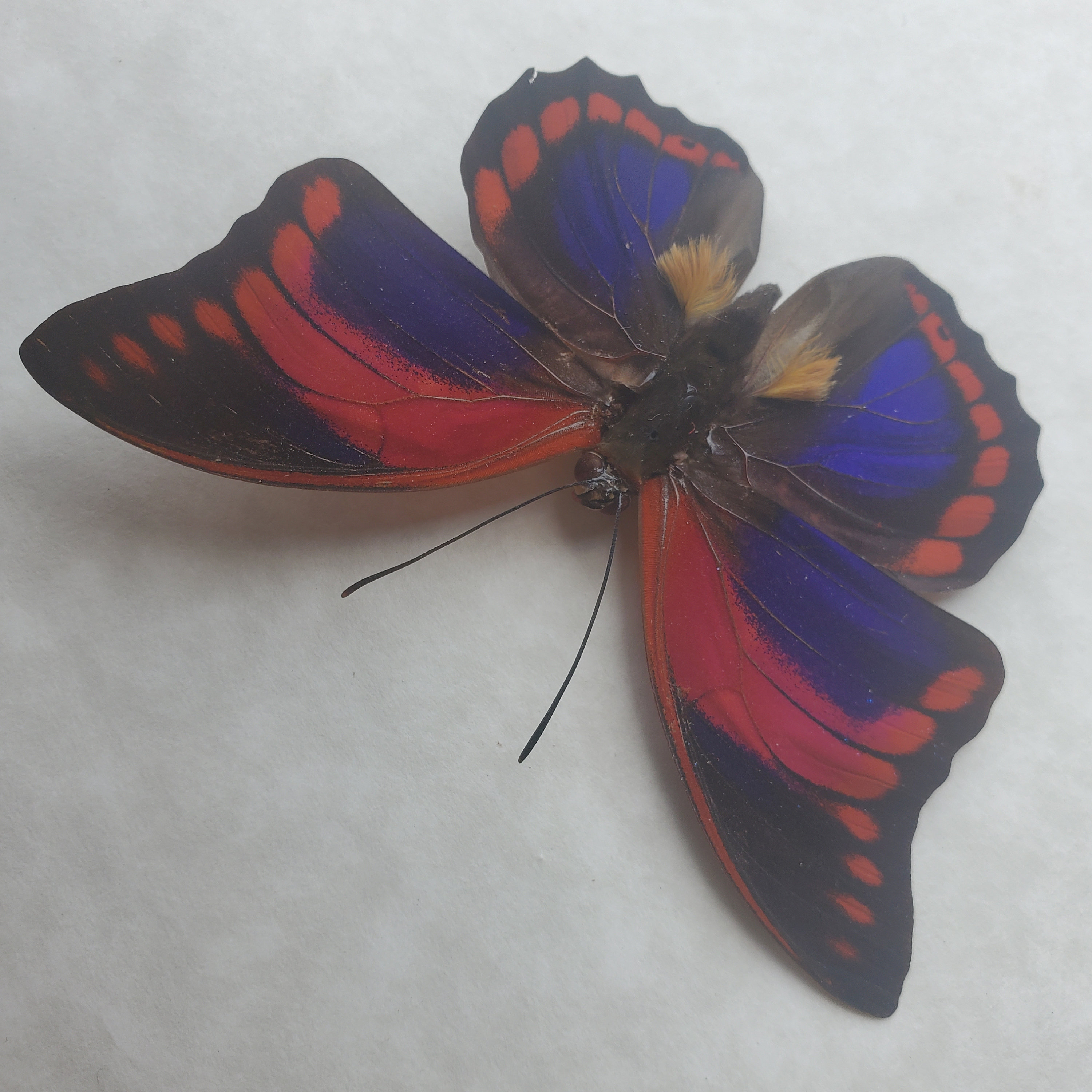 Prepona Praeneste - Etsy New Zealand