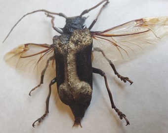 Giant African Longhorn Beetle Petrognatha Gigas Framed Coleoptera Shadowbox