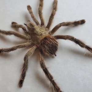 Könnte beinhalten: Eine braune Vogelspinne mit haarigen Beinen und einem dunkelbraunen Hinterleib.