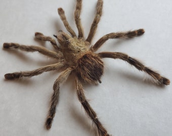 Avicularia avicularia Guyana pinktoe Bird Eating Tarantula Framed Spider Arachnid Swadowbox