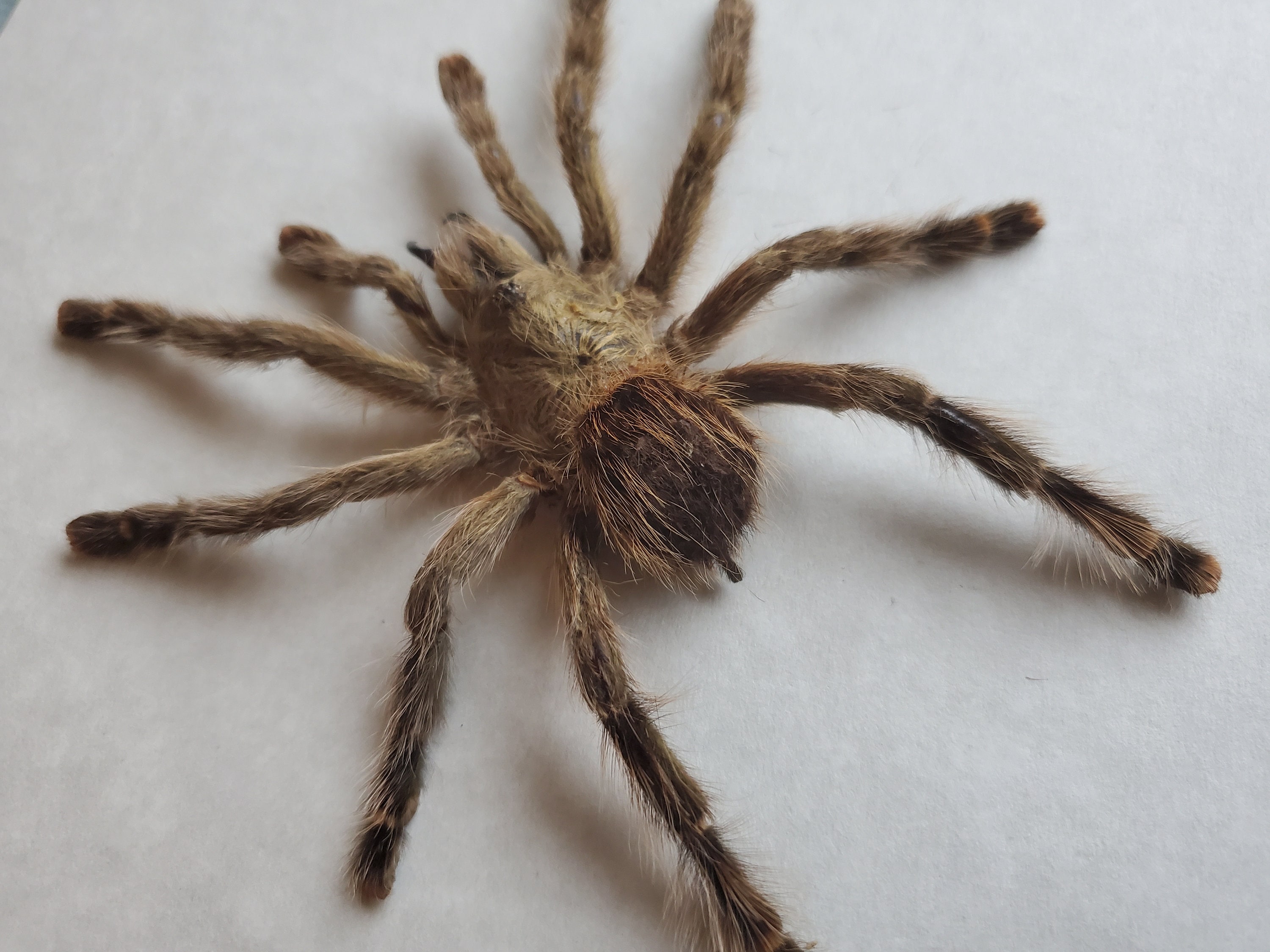 Avicularia avicularia ガイアナピンクトゥー 鳥を食べるタランチュラ