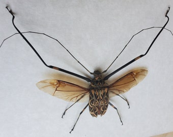 Harlequin Longhorn Beetle Acrocinus Longimanus Framed Coleoptera Shadowbox