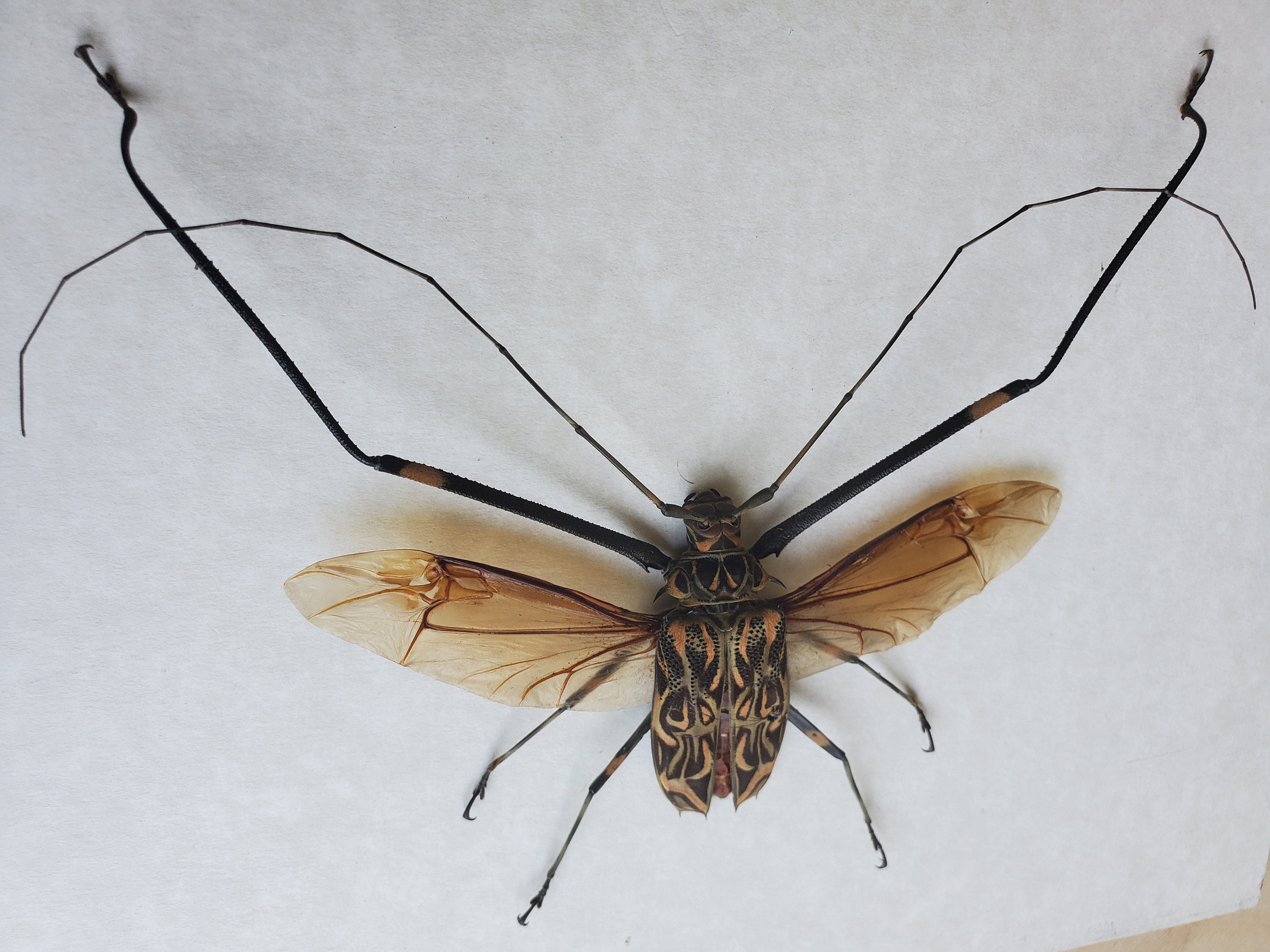 ハーレクインカミキリ Acrocinus Longimanus 額入り甲虫シャドー