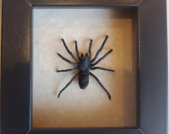 Sydney Funnel-Web Spider Atrax Robustus Framed Arachnid Shadowbox Display