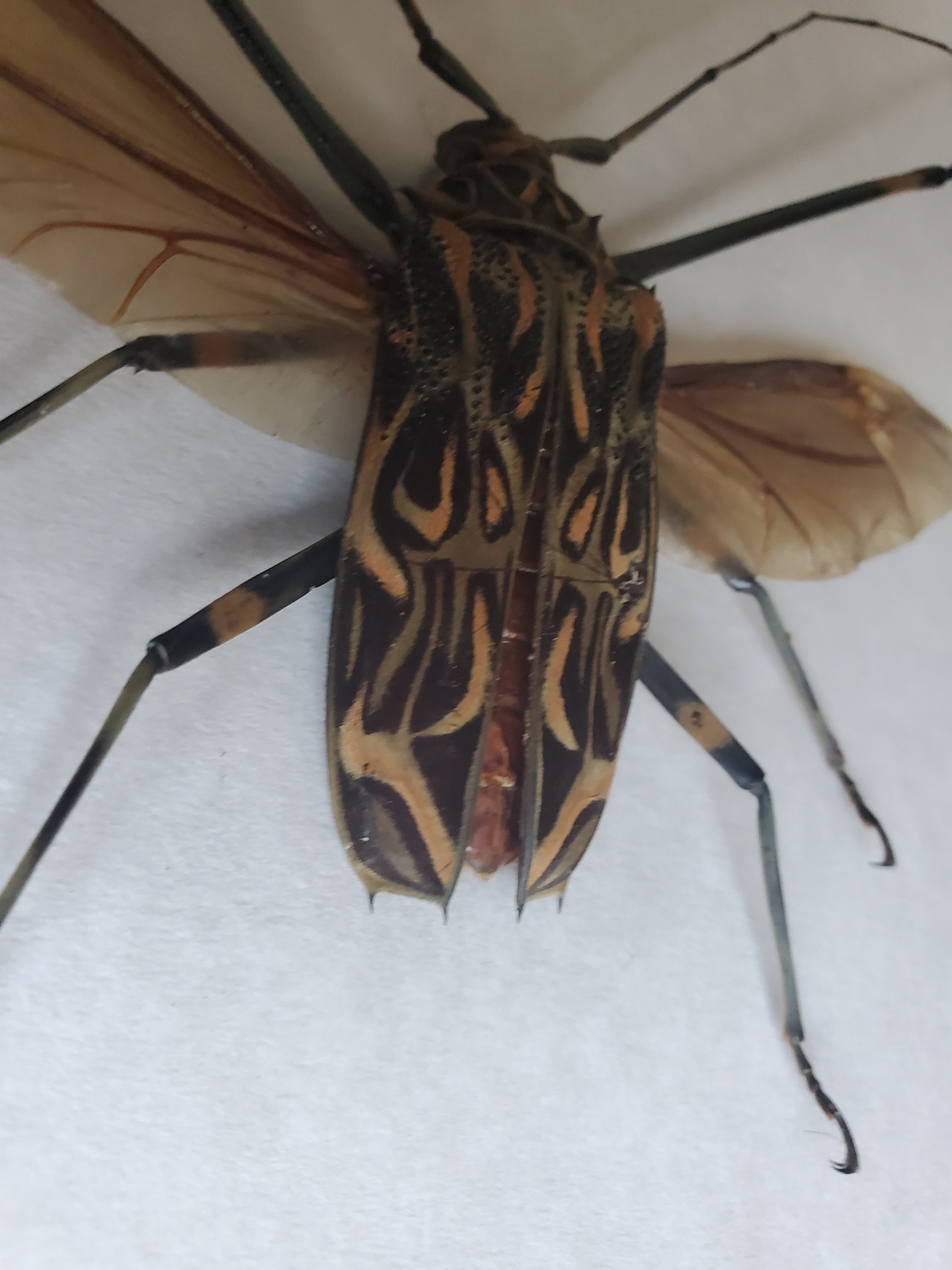 ハーレクインカミキリ Acrocinus Longimanus 額入り甲虫シャドー