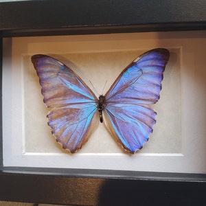 Morpho Aurora Bright Blue Butterfly Lepidoptera Displayed Double Glass Frame Shadowbox image 2