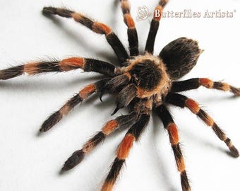 Real Tarantula Mexican Redknee Brachypelma Hamorii Framed Entomology Shadowbox