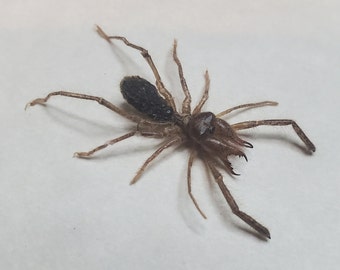 Camel Sunspider Eremobates Pallipes Mini Windscorpion Framed In Shadowbox Display