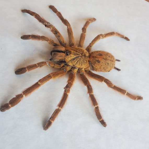 Orange Baboon Tarantula Pterinochilus Murinus Arachnid In Shadowbox Frame