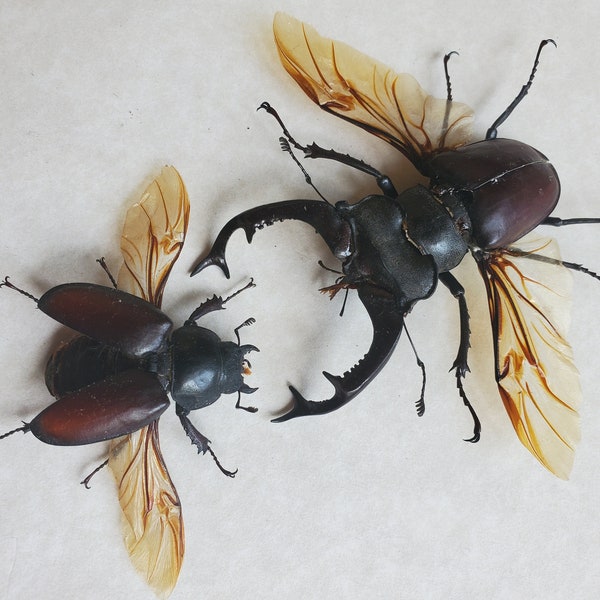 Horny Couple Stag Beetle Lucanus Cervus Pair Framed Coleoptera Shadowbox