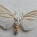 see more listings in the Moths section