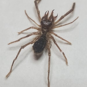 Camel Sunspider Eremobates Pallipes Mini Windscorpion Framed in ...