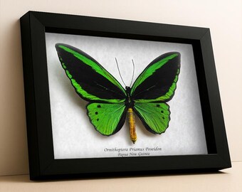 Ornithoptera Priamus Poseidon XL Emerald Birdwing Butterfly Framed Entomology Shadowbox
