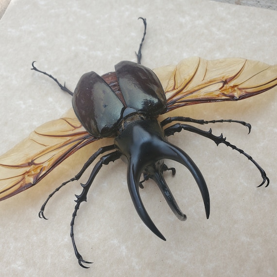 Bottle Opener Beetle Chalcosoma Moellenkampi Framed Coleoptera