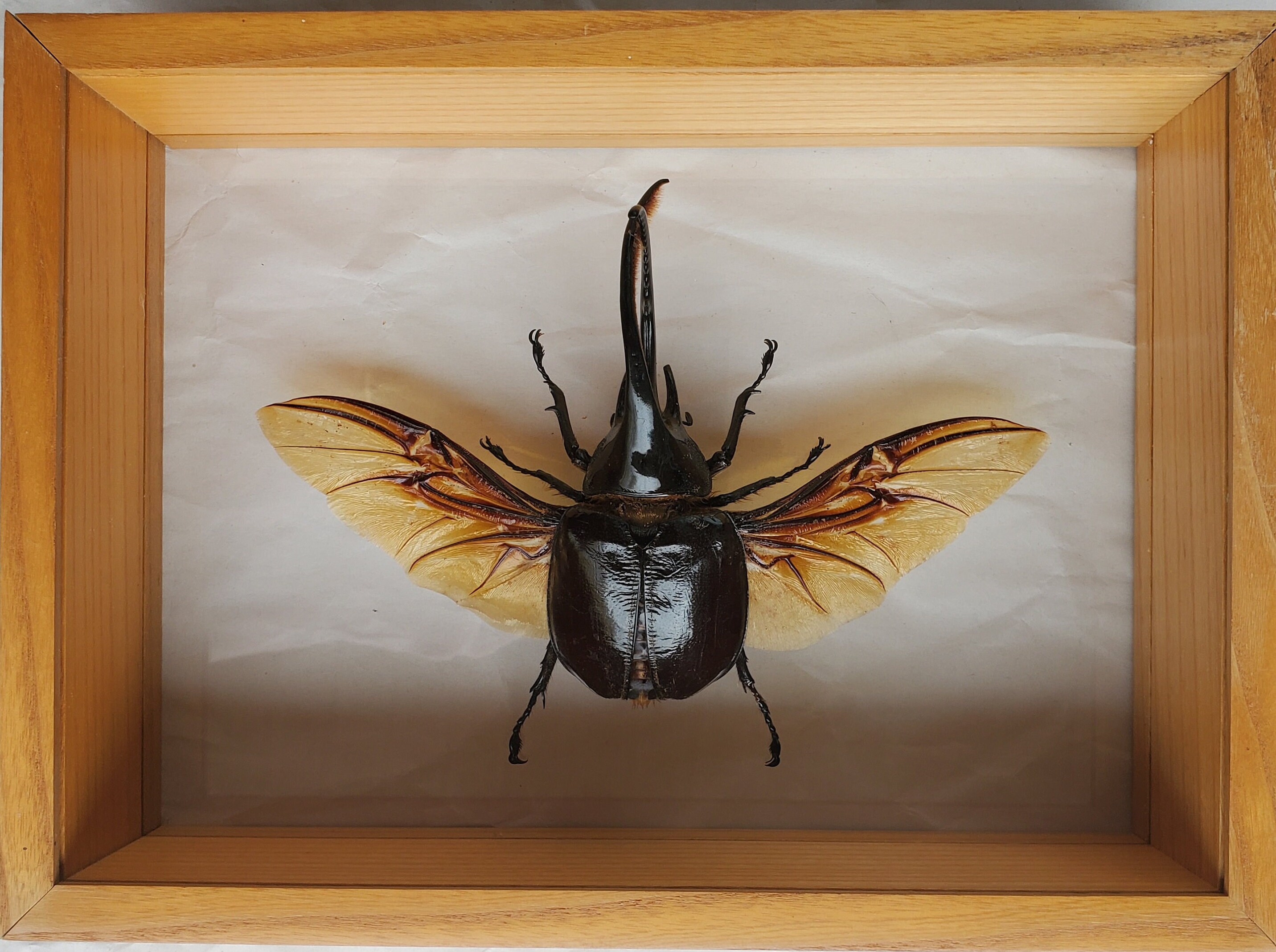 Massive Rhinoceros Dynastes Neptunus Arduous Coleoptera Framed