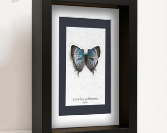 Rare Great Stripestreak Laothus Gibberosa Real Butterfly Framed Entomology Shadowbox Display