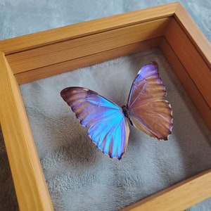 Morpho Aurora Bright Blue Butterfly Lepidoptera Displayed Double Glass Frame Shadowbox image 4