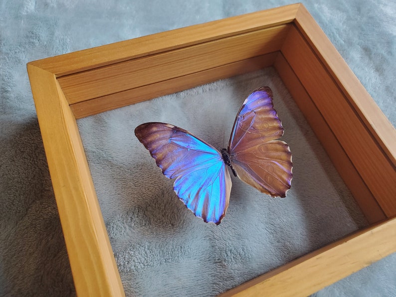 Morpho Aurora Bright Blue Butterfly Lepidoptera Displayed Double Glass Frame Shadowbox image 4