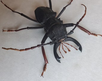 Antlered Longhorn Beetle Prionocalus Cacicus Framed Coleoptera Shadowbox Display