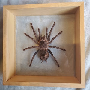 Giant Brazilian Salmon Pink Birdeater Lasiodora parahybana Tarantula Spider Arachnid Shadowbox Display image 7