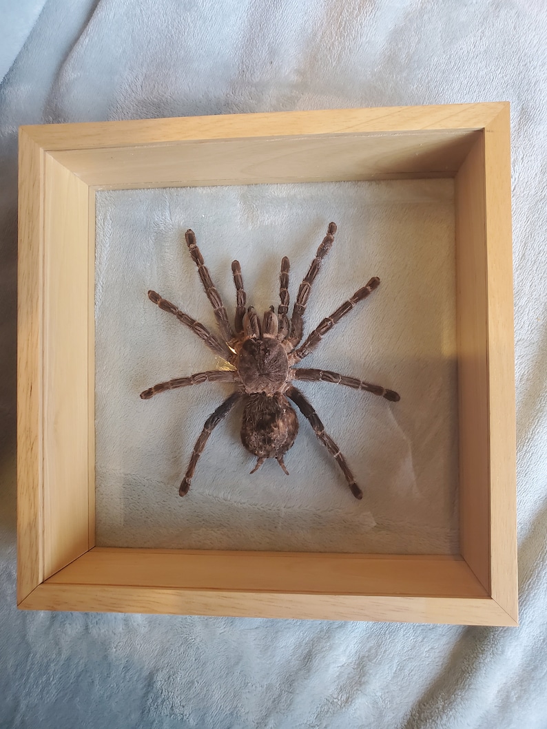 Giant Brazilian Salmon Pink Birdeater Lasiodora parahybana Tarantula Spider Arachnid Shadowbox Display image 7