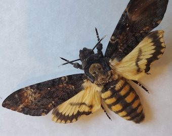 Cabeza de Muerte Natural Polilla Halcón Acherontia atropos Colección Entomología Shadowbox Enmarcado