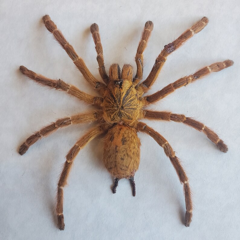May include: A detailed overhead shot of a tarantula, showcasing its light brown body and legs. The spider's body is covered in fine hairs, and its legs are segmented. The tarantula is set against a white backdrop.